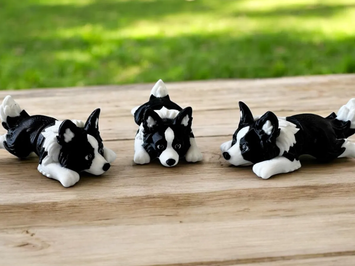 Mini Flexi Border Collie Puppy