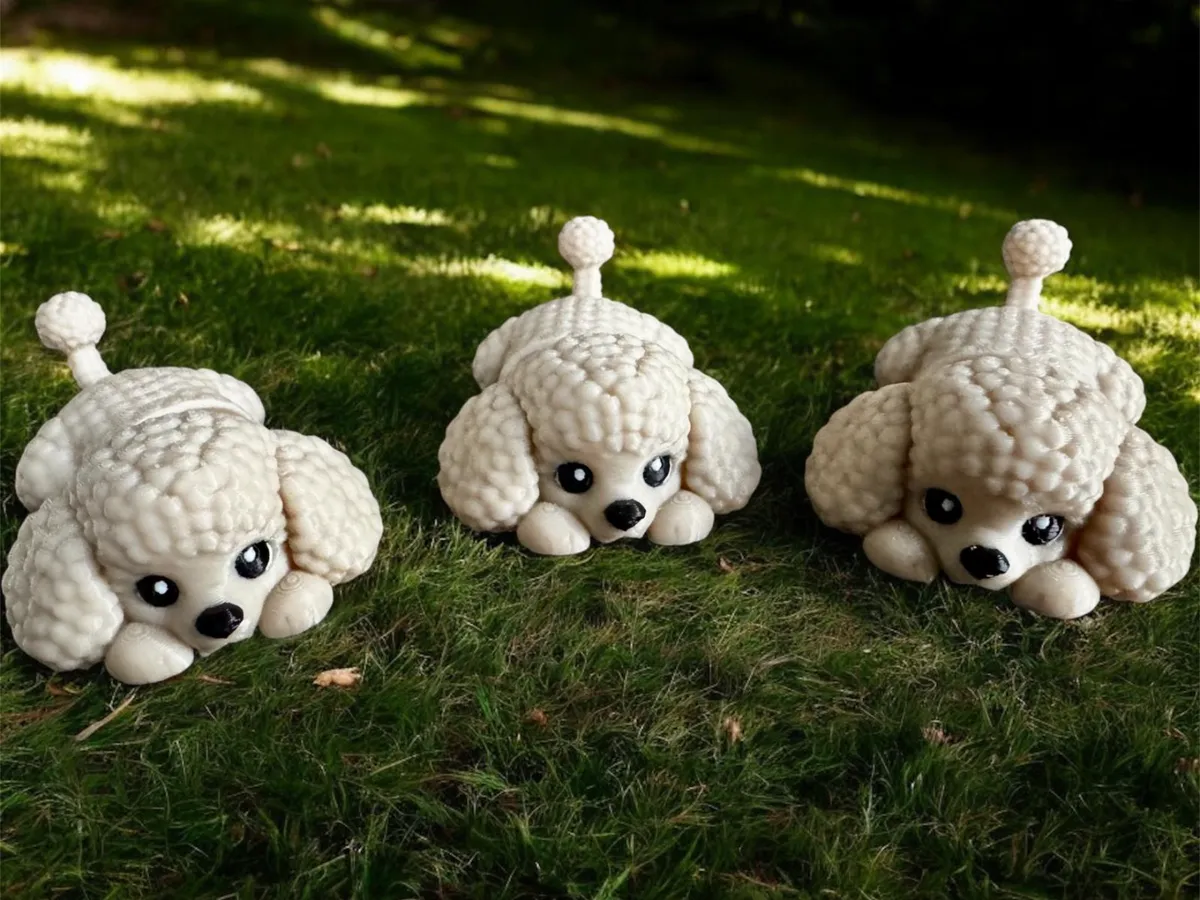 Mini Flexi Toy Poodle Puppy