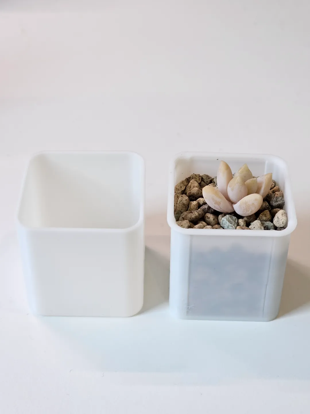Mini Plant Pot and Cover for Propagations, photo 3 of 4 - Mini Plant Pot and Cover for Propagations Household