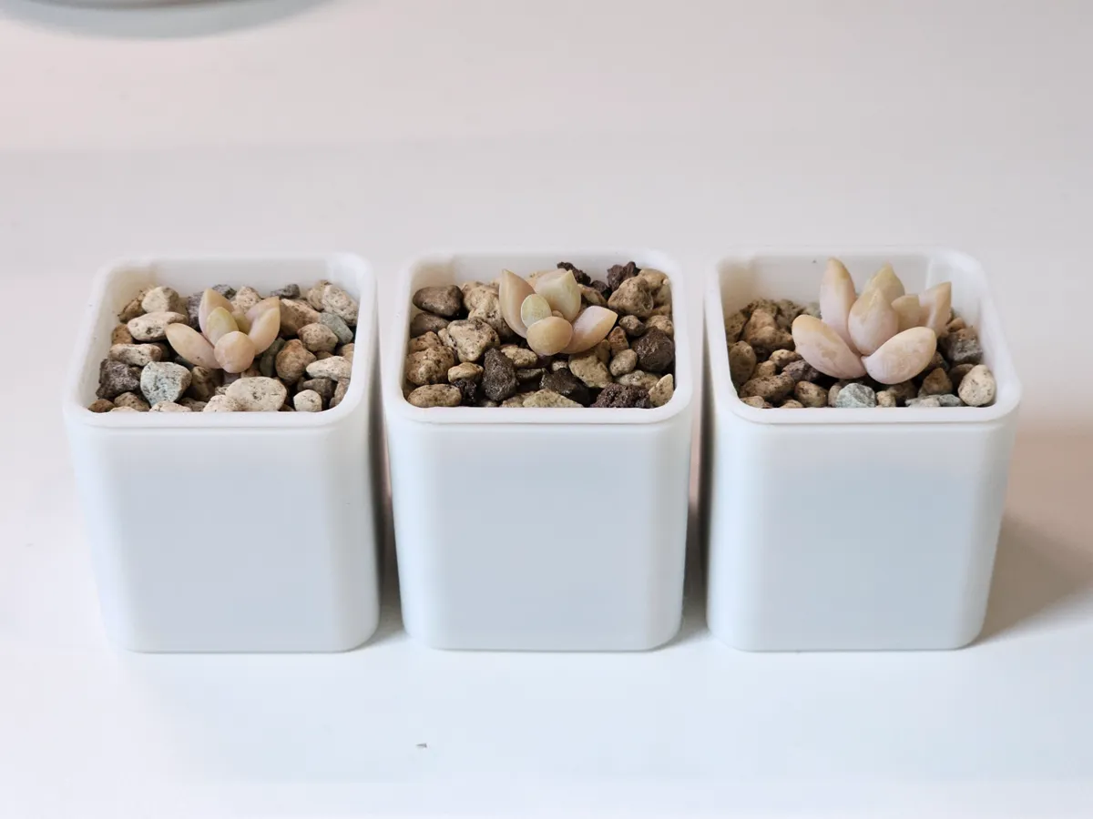 Mini Plant Pot and Cover for Propagations, photo 4 of 4 - Mini Plant Pot and Cover for Propagations Household