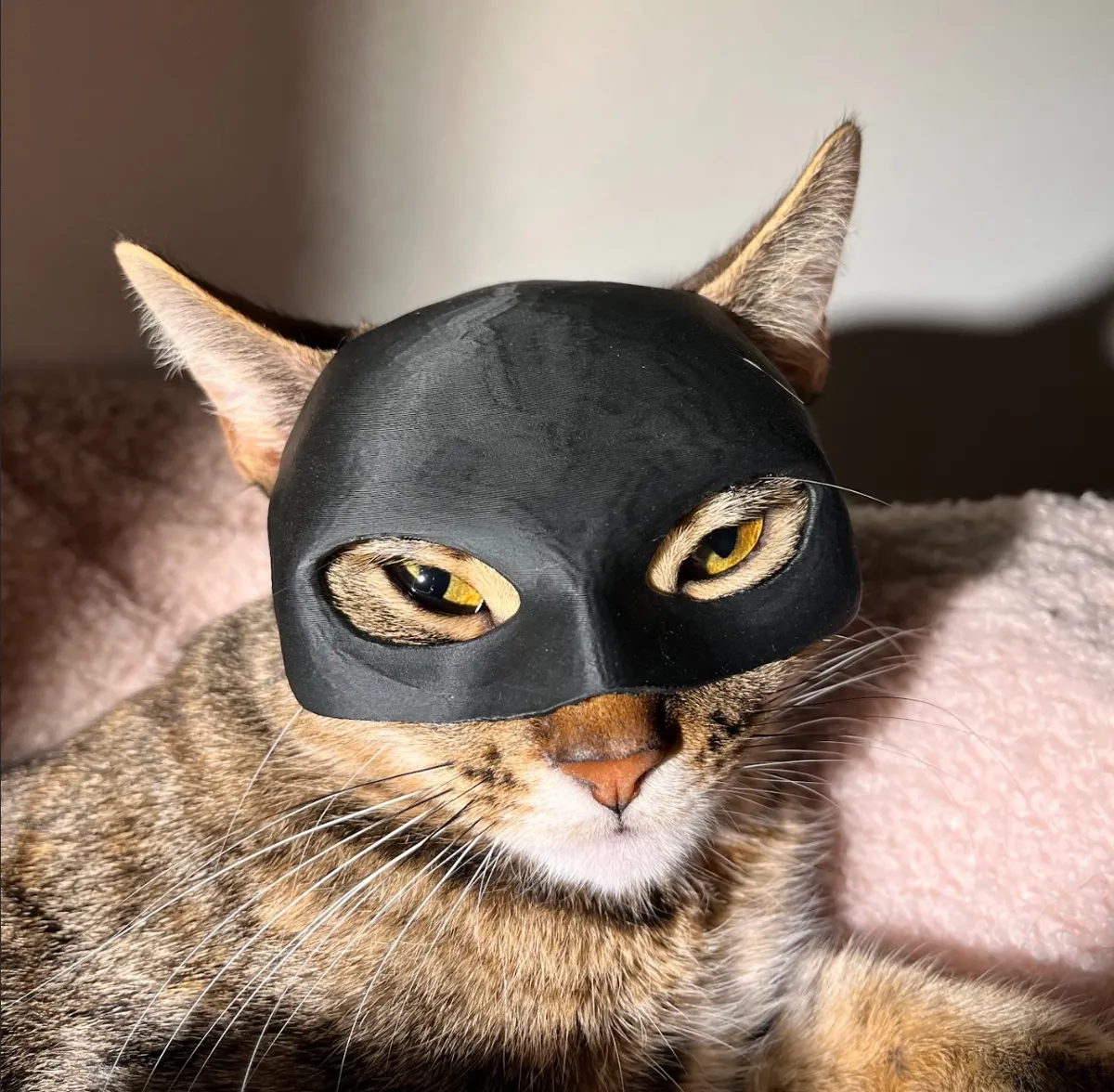 Catwoman Mask For Cats (Feminine Version), photo 3 of 4 - Catwoman Mask For Cats (Feminine Version) Props & Cosplays