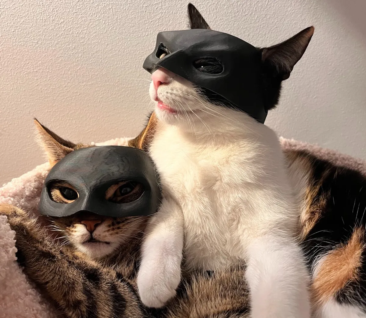Catwoman Mask For Cats (Feminine Version), photo 4 of 4 - Catwoman Mask For Cats (Feminine Version) Props & Cosplays