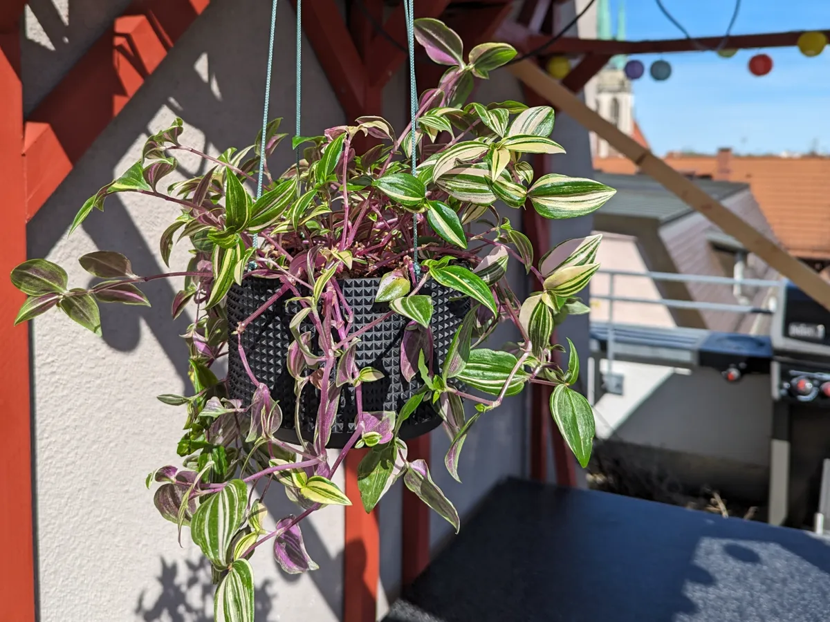 Hanging Planter