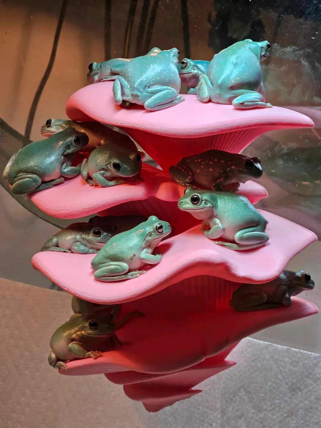 Mushroom Shelf (Suction Cup), photo 3 of 4 - Mushroom Shelf (Suction Cup) Pets