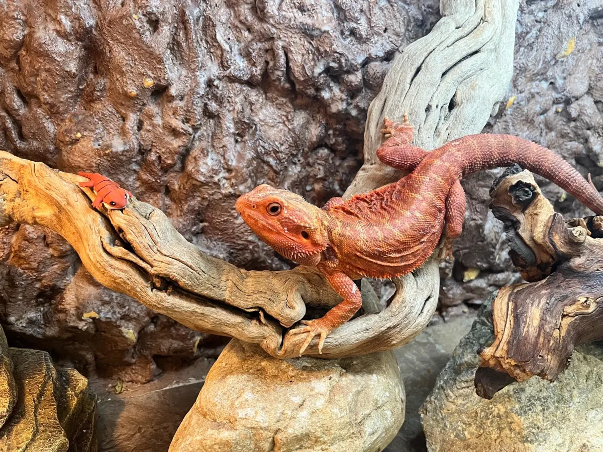 Tiny Bearded Dragon, photo 3 of 4 - Tiny Bearded Dragon Figurines & Collectibles