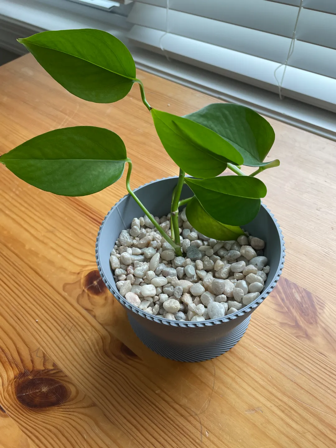 Modern Spiral 5x5x3.5 Planter, photo 2 of 4 - Geometric & Modern Planters, planter design