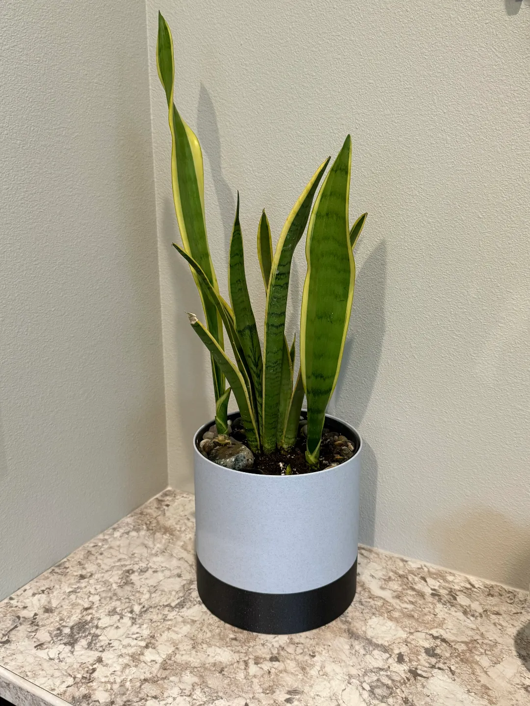 Simple Self-Watering Planter, photo 2 of 4 - Simple Self-Watering Planter Garden & Outdoor