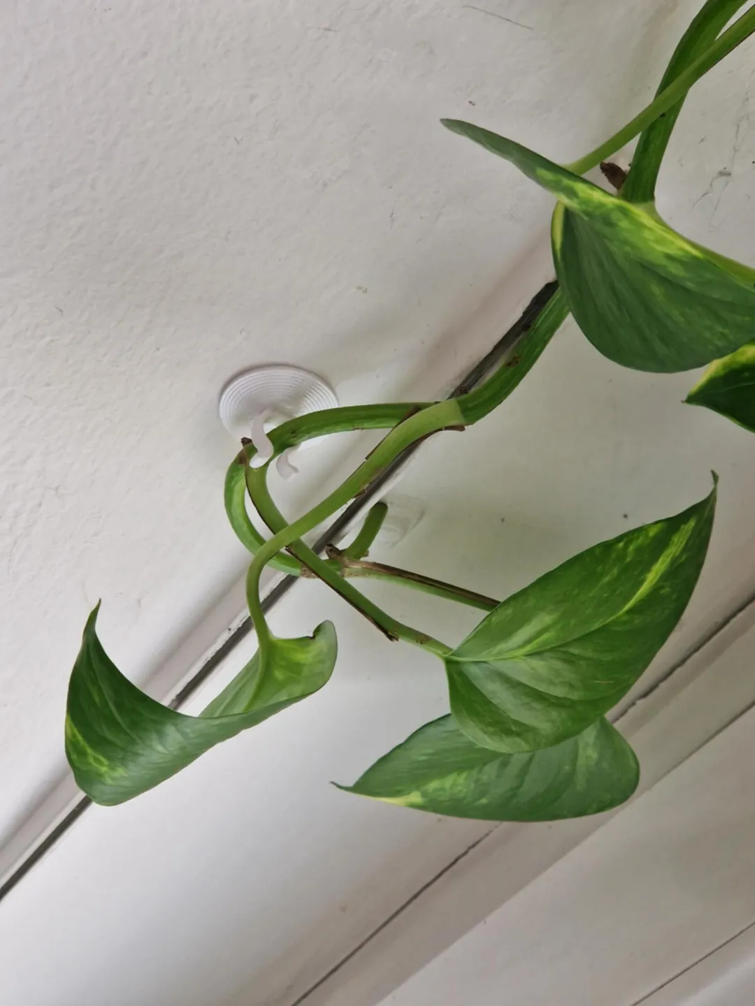 Plant hook, photo 4 of 4 - Plant hook Garden & Outdoor