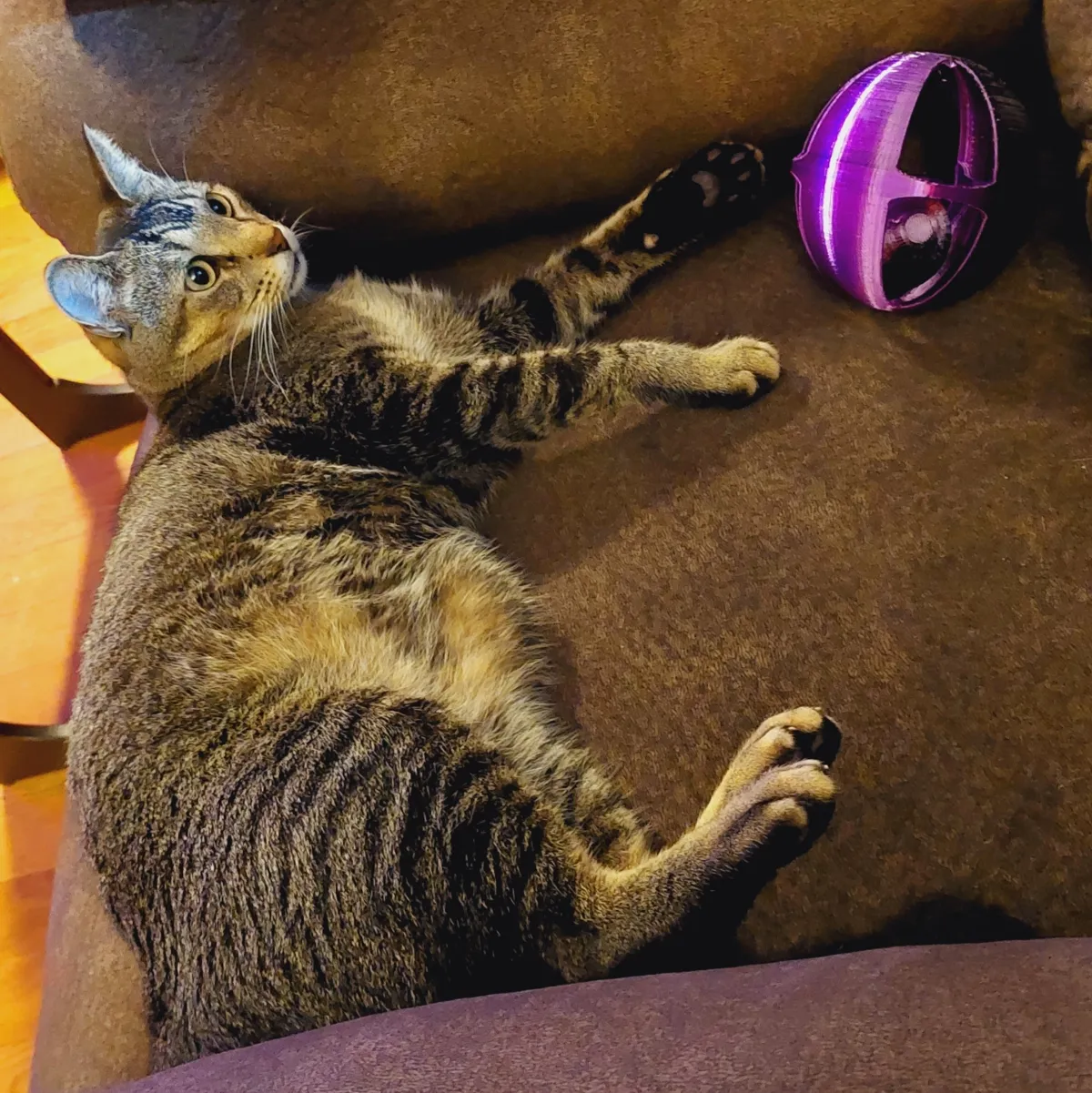 Rattling Pet Ball
