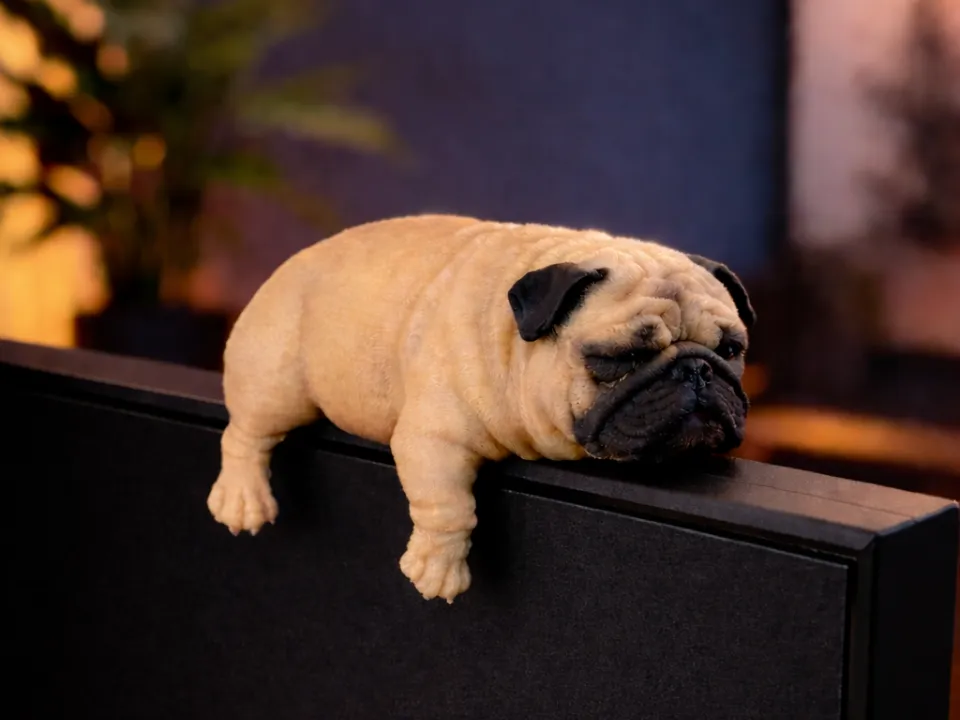 Sleepy bulldog monitor pet