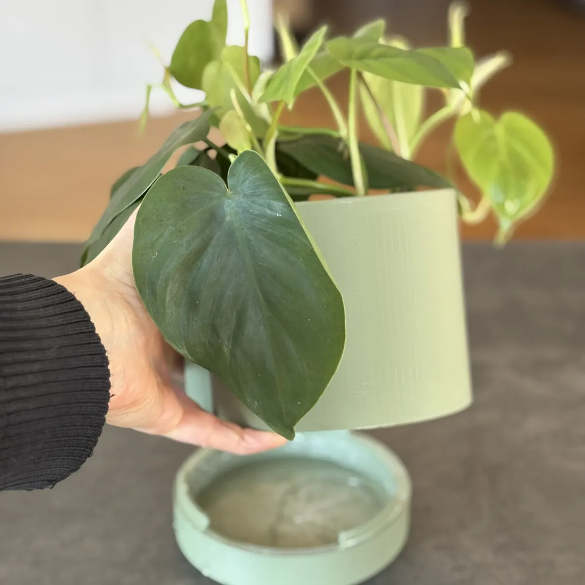 Minimalist Wall Mount Planter Ø120 mm + Drip Tray, photo 3 of 4 - Minimalist Wall Mount Planter Ø120 mm + Drip Tray Garden & Outdoor