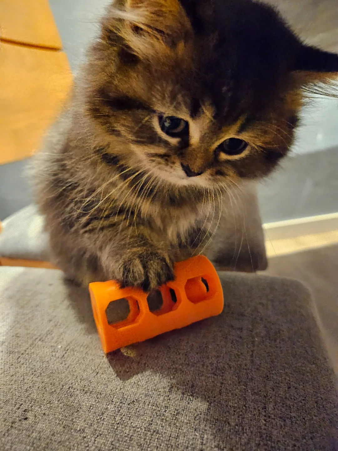 Cat Toy Fidget Game, photo 2 of 2 - Cat Toy Fidget Game Fidget & Sensory Toys
