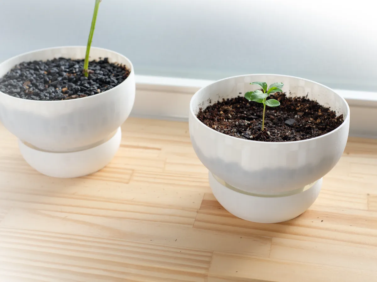Plant Pot with Large Water Reservoir - 2 Sizes, photo 2 of 4 - Plant Pot with Large Water Reservoir - 2 Sizes Garden & Outdoor