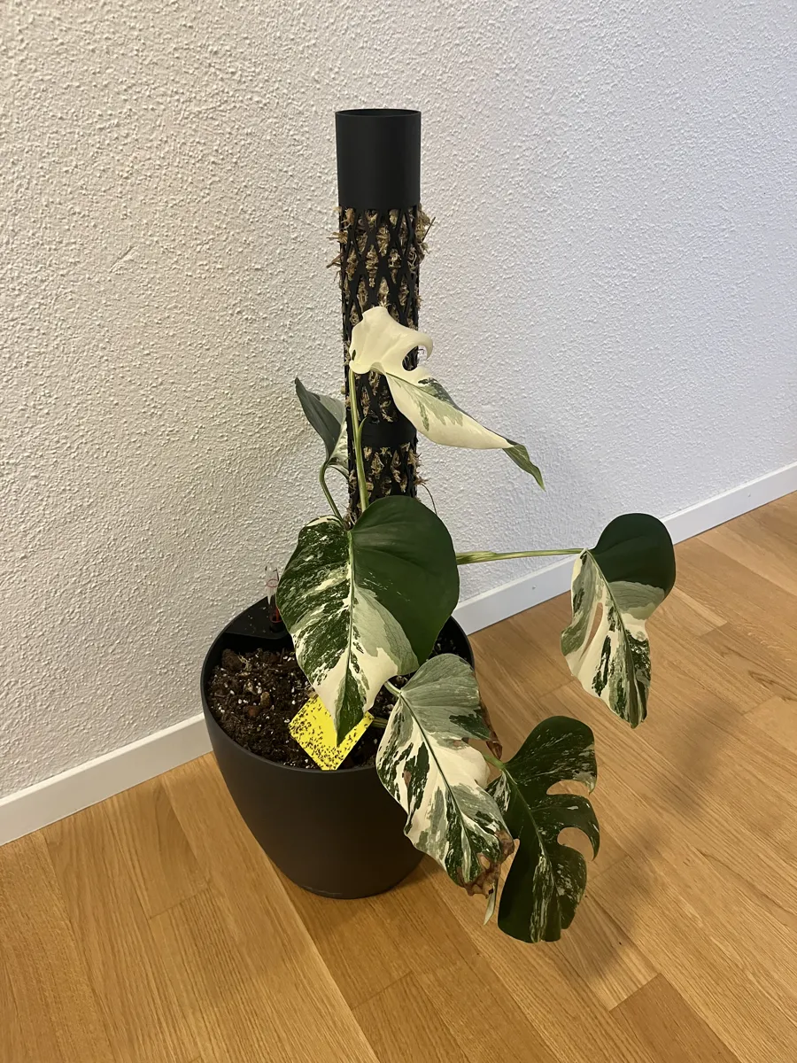 Screw-In Monstera Moss Pole, Stable & Modular, photo 4 of 4 - Screw-In Monstera Moss Pole, Stable & Modular Garden & Outdoor