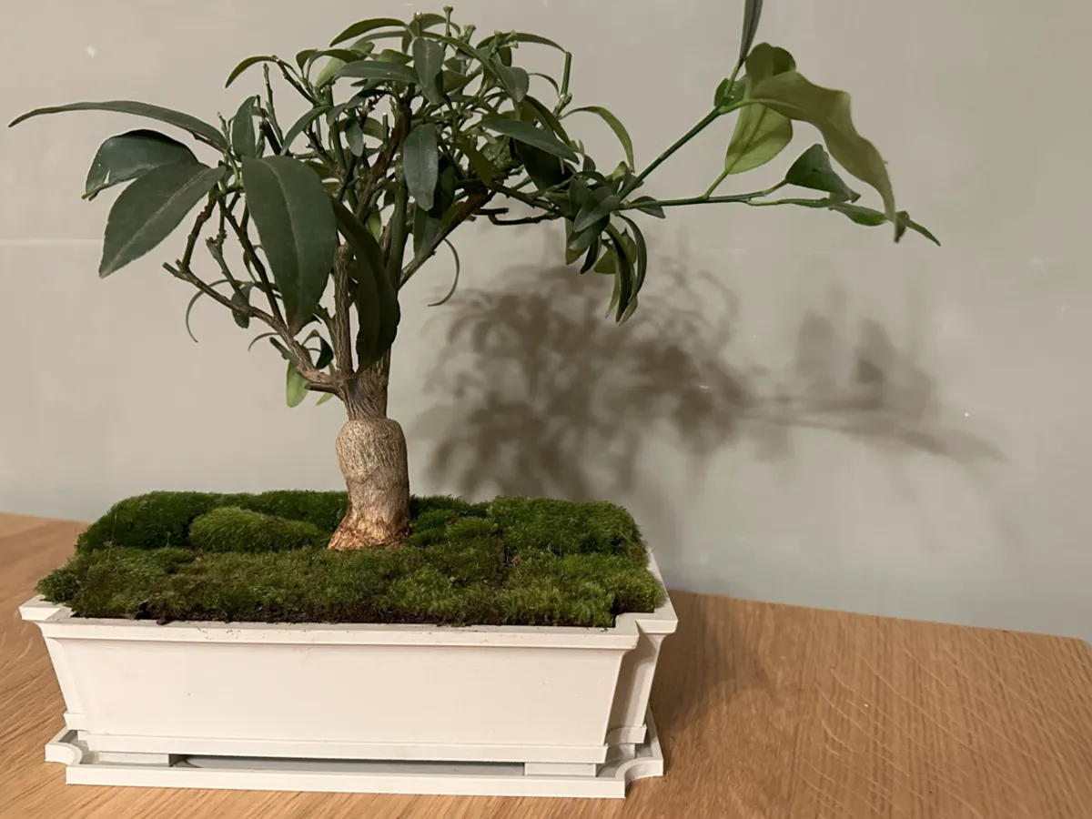 Bonsai planter with tray