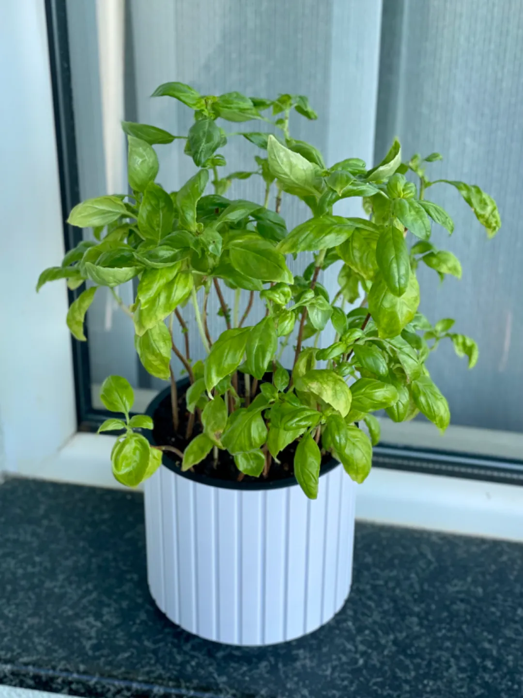 Modern Self Watering Planter, photo 2 of 4 - Self-watering Planters, pot