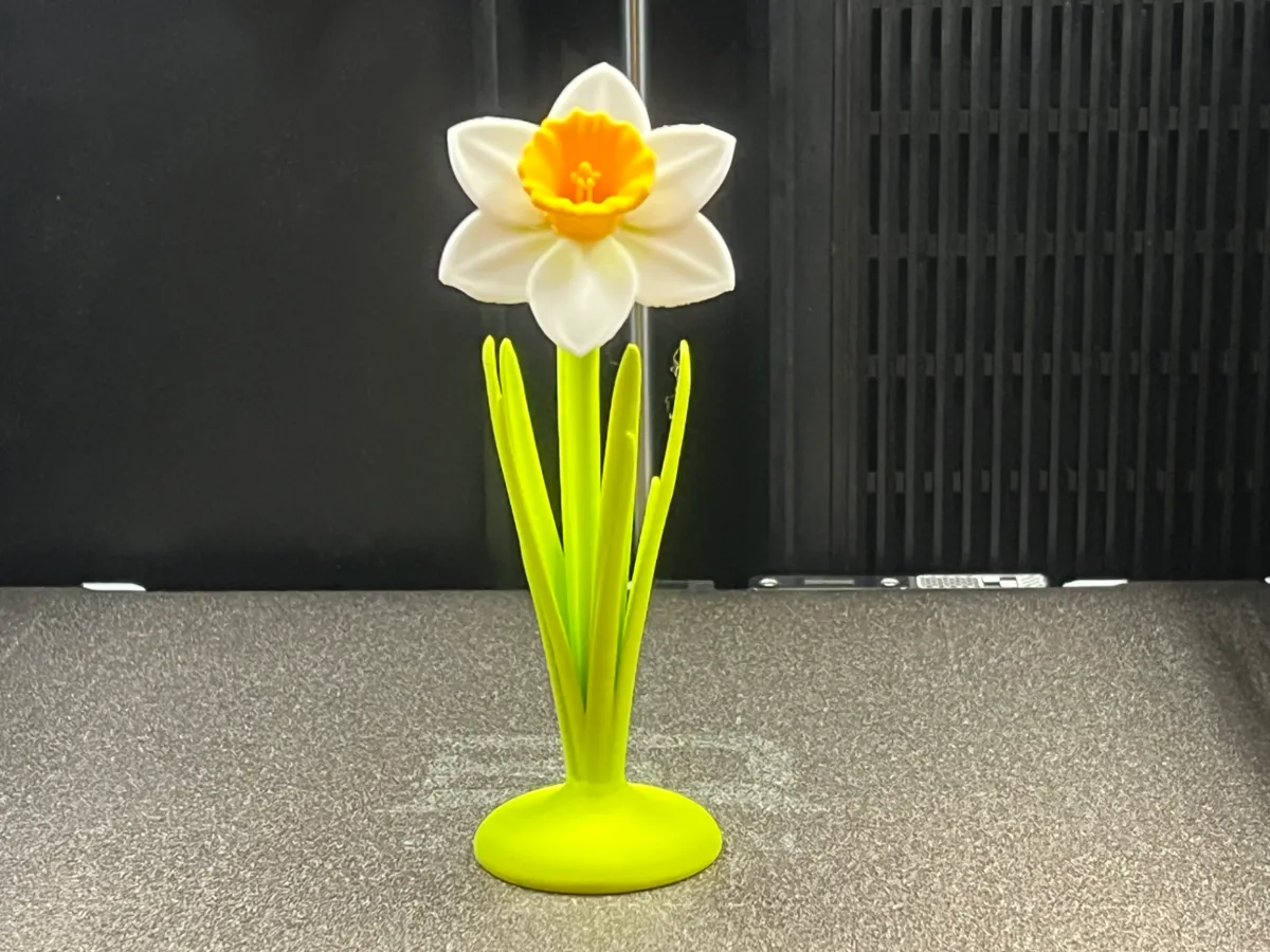 Spring Daffodil