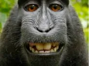 Monkey pixel puzzle - Pixel Puzzles, in stock in India