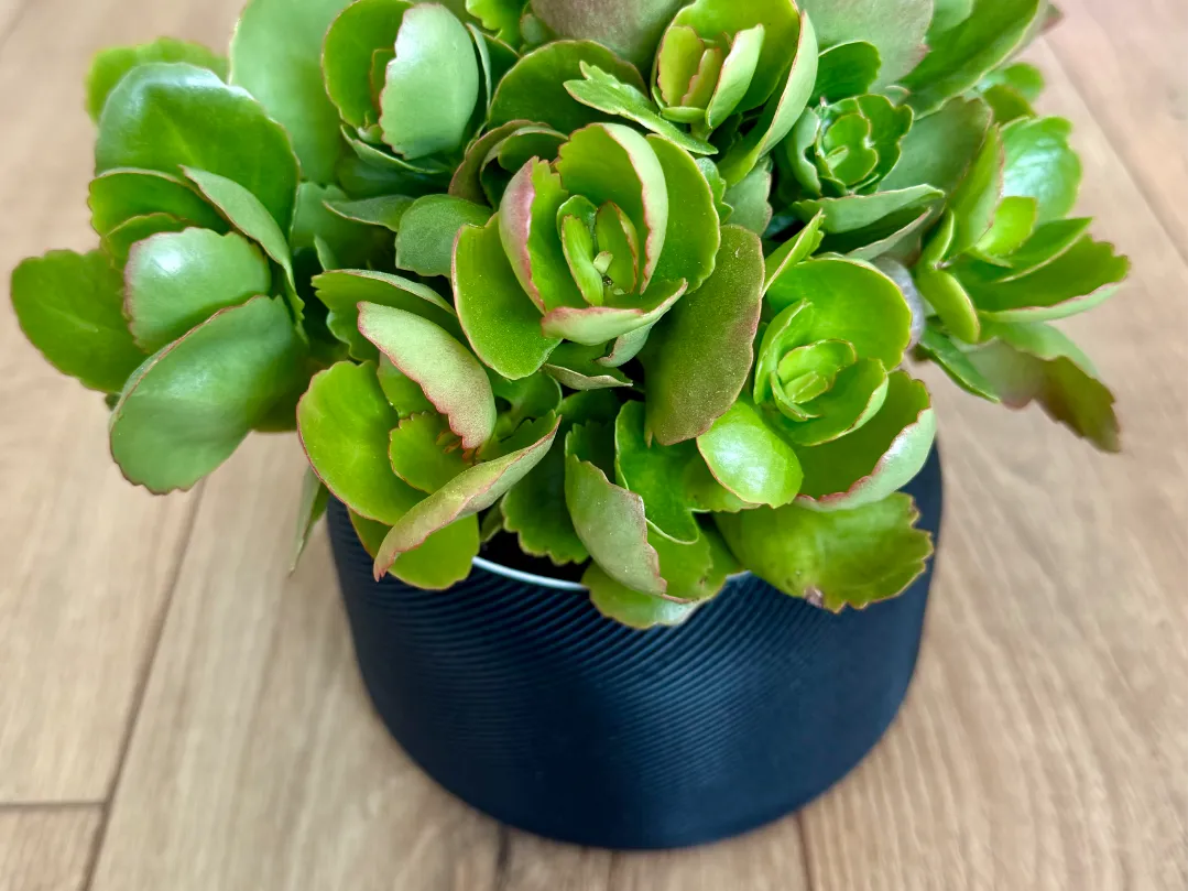 Modern Self Watering Planter - Garden, in stock in India