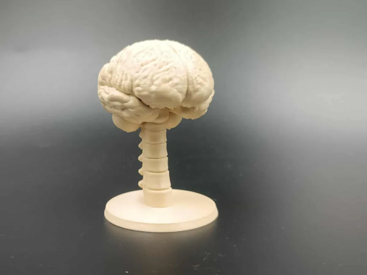 Realistic Brain with Spine Bust -Decor - Sculpture