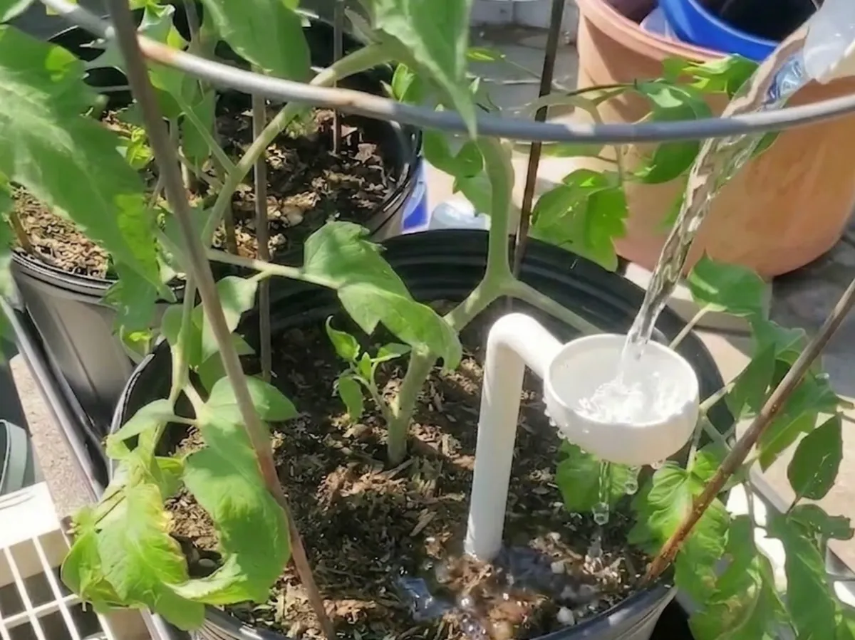 Watering Straw