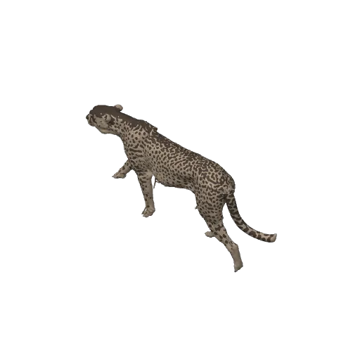 cheetah model, photo 3 of 3 - cheetah model Art