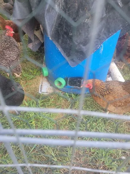 Chicken feeders, photo 3 of 4 - Bird Feeders, 5 gallon