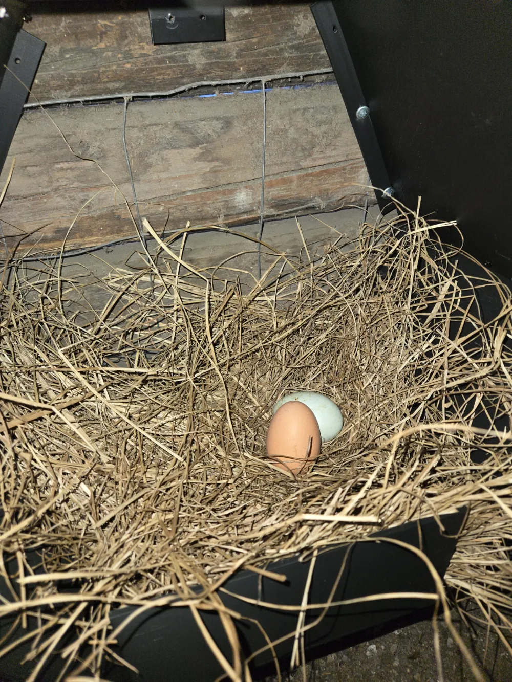 Chicken Nesting Box, photo 4 of 4 - Chicken Nesting Box Pets
