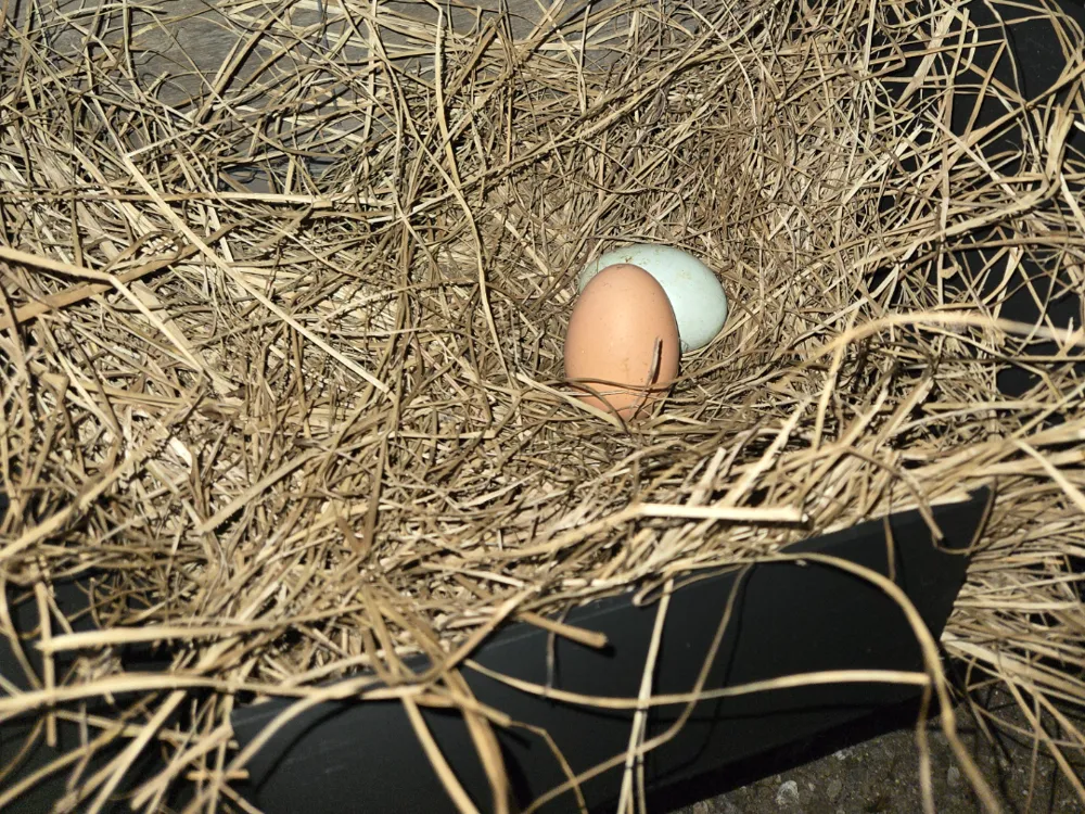 Chicken Nesting Box