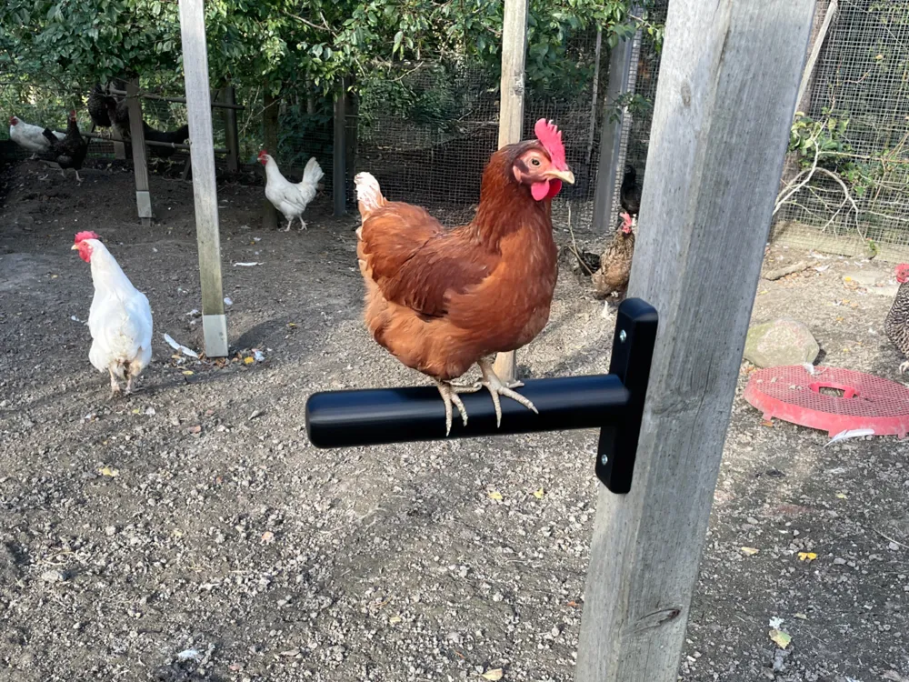 Chicken Perch or roost