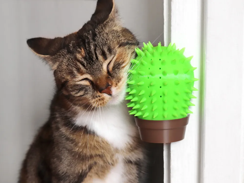 Corner Cactus Cat Scratcher, photo 2 of 4 - Corner Cactus Cat Scratcher Pets