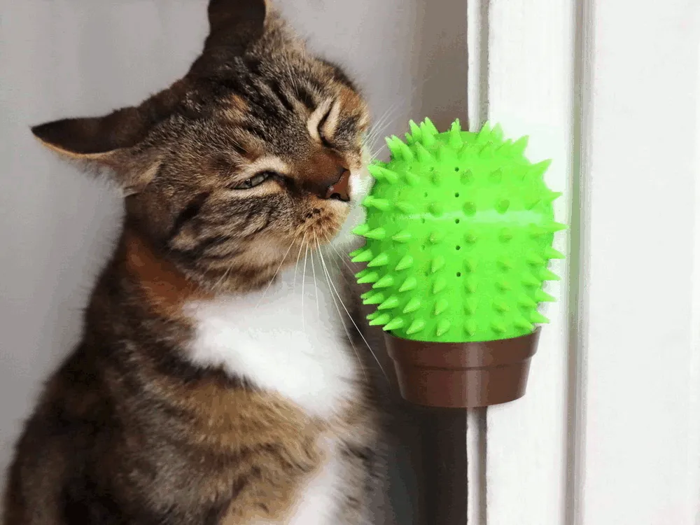 Corner Cactus Cat Scratcher, photo 4 of 4 - Corner Cactus Cat Scratcher Pets