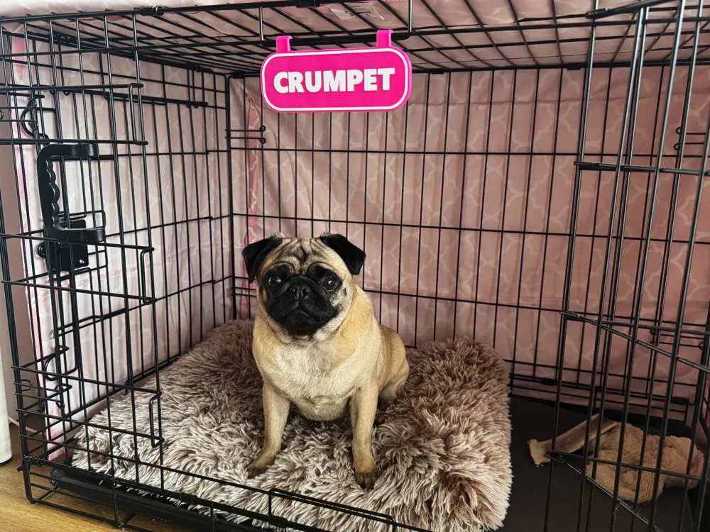 Customizable, Simple dog crate name sign, photo 2 of 4 - Pet ID & Name Tags, pug