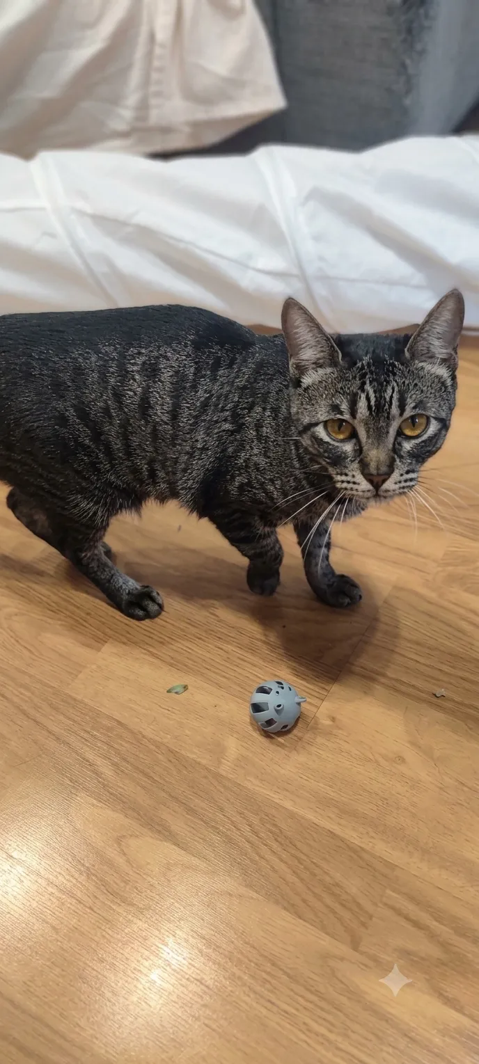 Cute Cat Toy Ball, photo 4 of 4 - Cute Cat Toy Ball Household