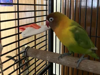 Cuttlebone Holder for Bird Cages