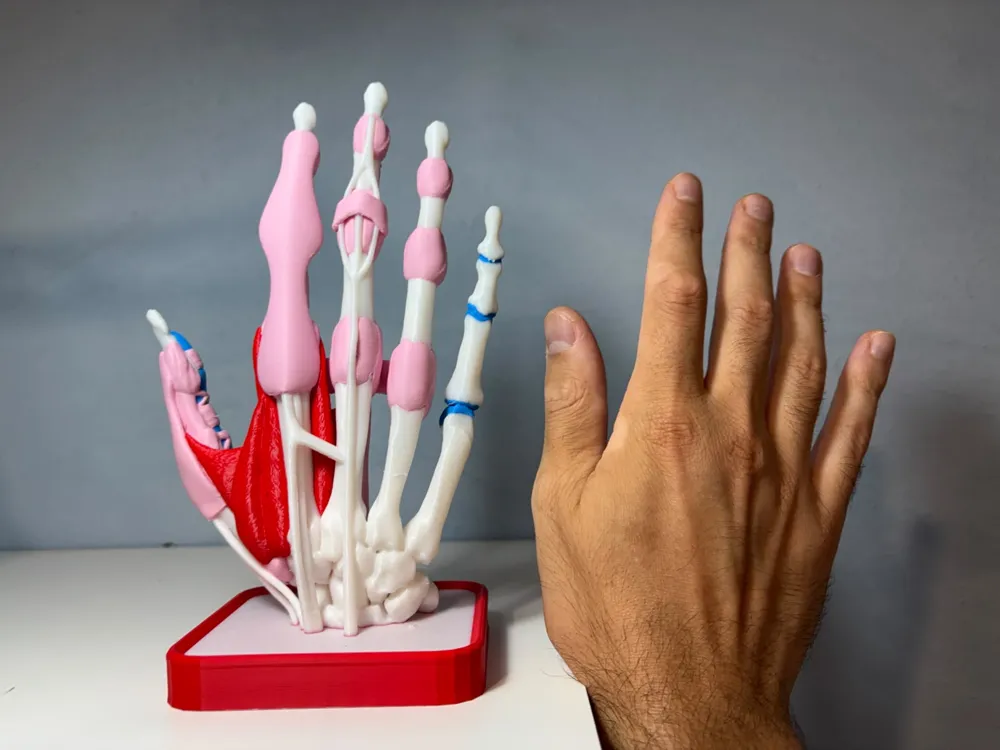 Layered Human Hand and Wrist Anatomy Model, photo 2 of 5 - Anatomy & Biology Models, education