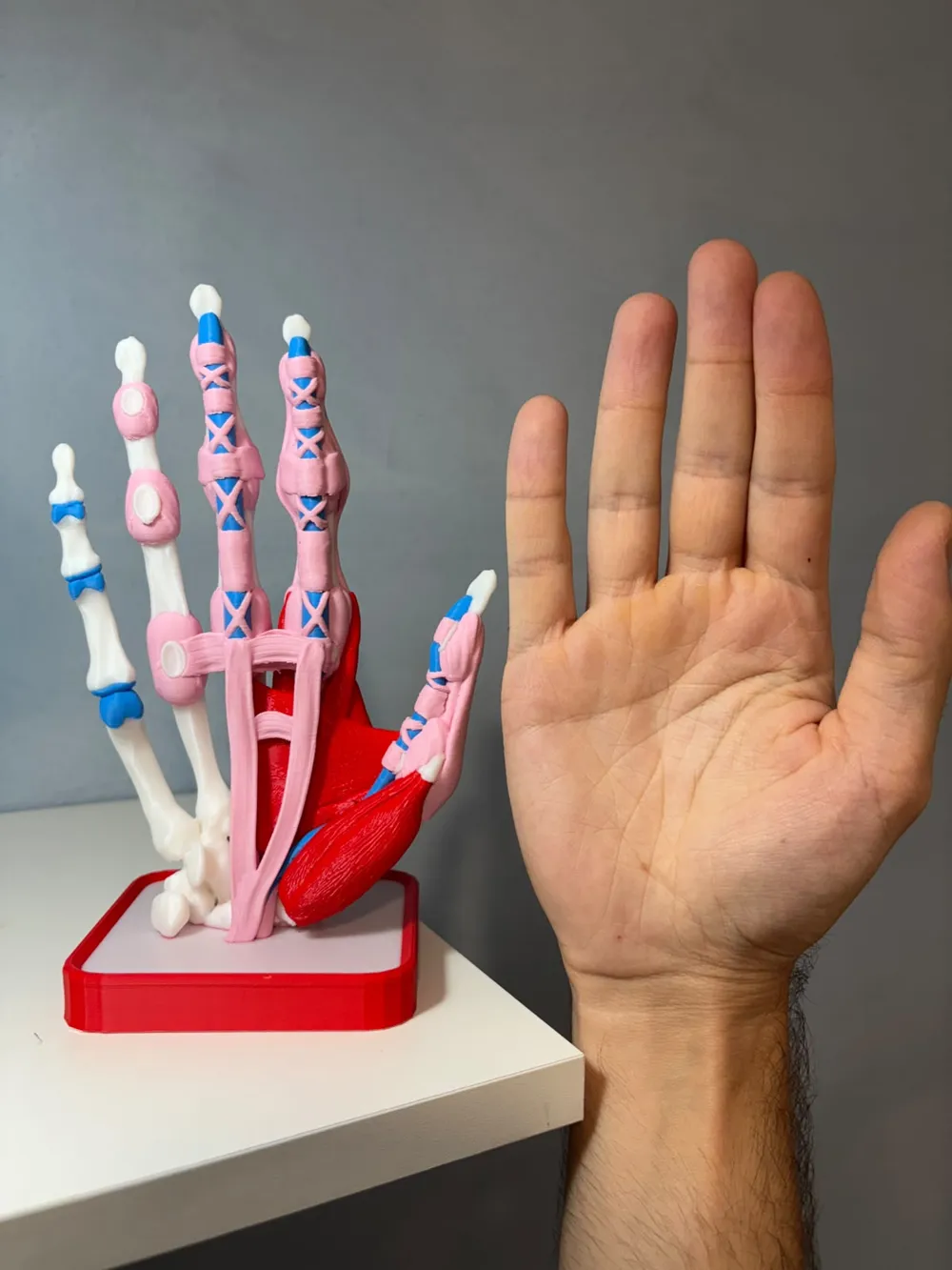 Layered Human Hand and Wrist Anatomy Model, photo 3 of 5 - Anatomy & Biology Models, educational