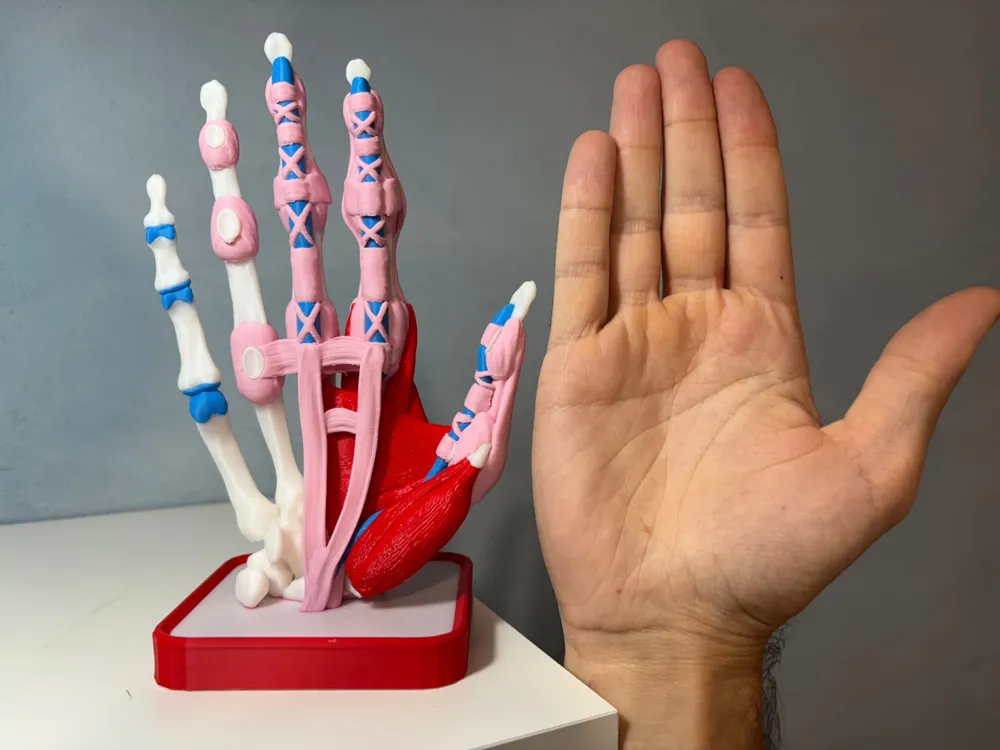 Layered Human Hand and Wrist Anatomy Model, photo 4 of 5 - Anatomy & Biology Models, education model
