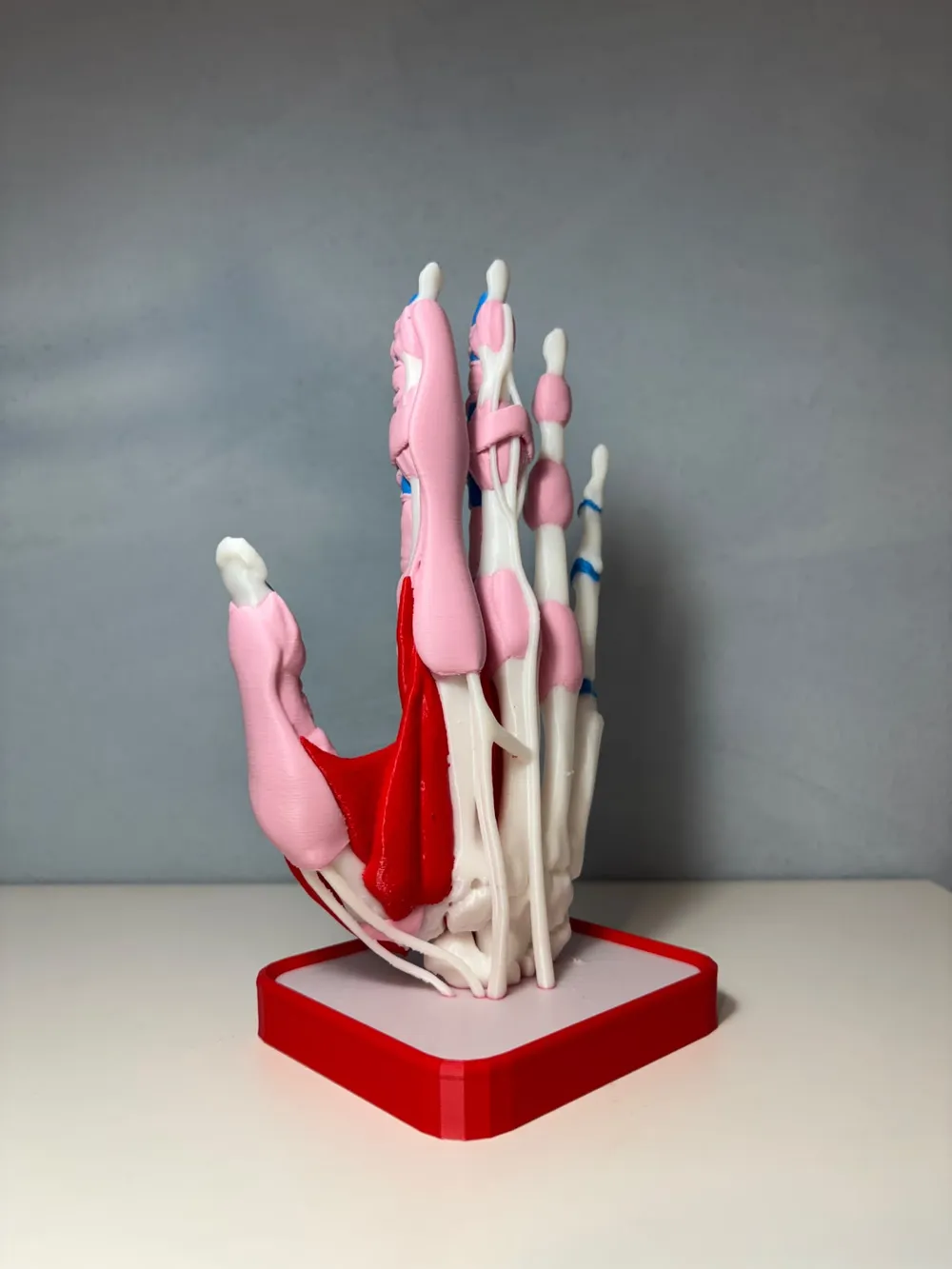 Layered Human Hand and Wrist Anatomy Model, photo 5 of 5 - Anatomy & Biology Models, ct scan