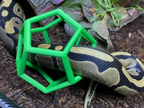 Dodecahedron Snake Enrichment Toy