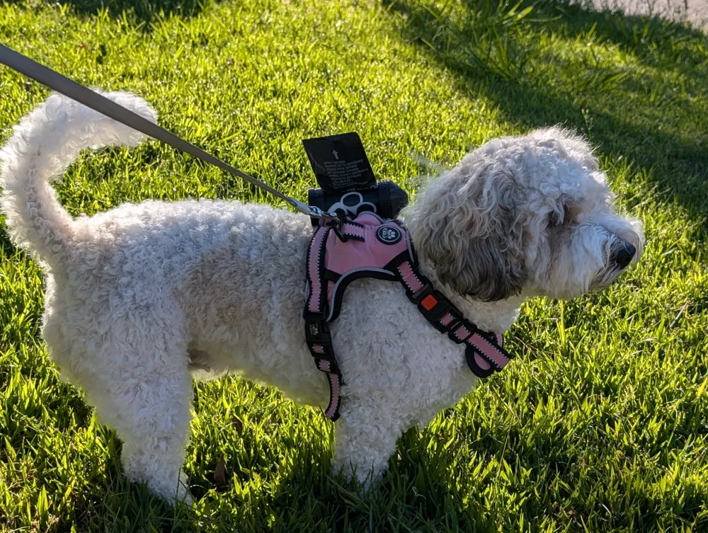 Dog Poop Bag Dispenser, photo 4 of 4 - Leash & Poop-bag Holders, Pets