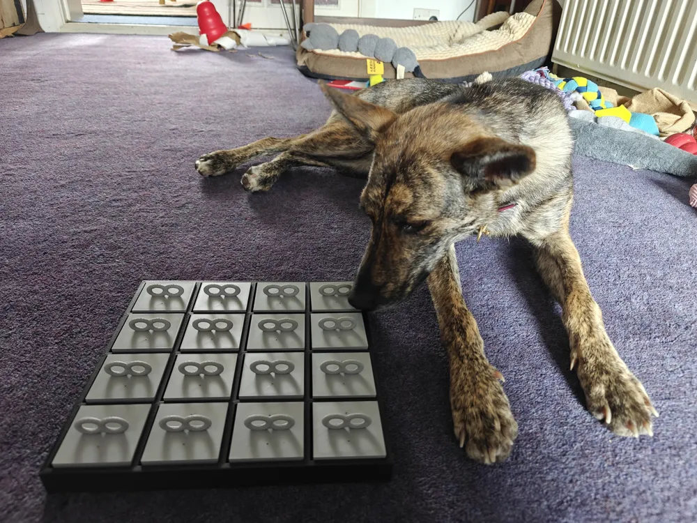 Dog sniffing puzzle, photo 2 of 4 - Dog sniffing puzzle Pets