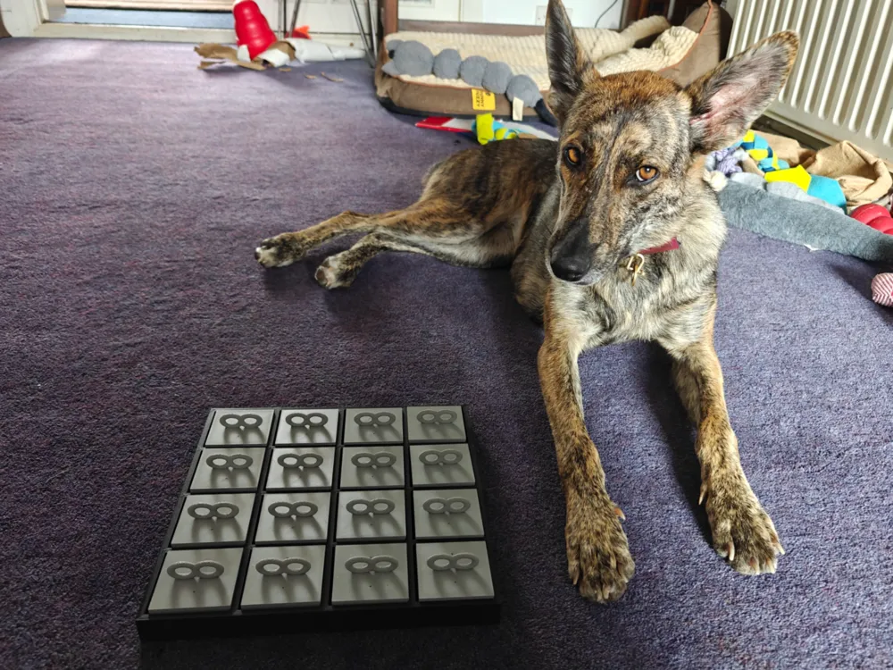 Dog sniffing puzzle - Puzzle & Treat Toys, in stock in India