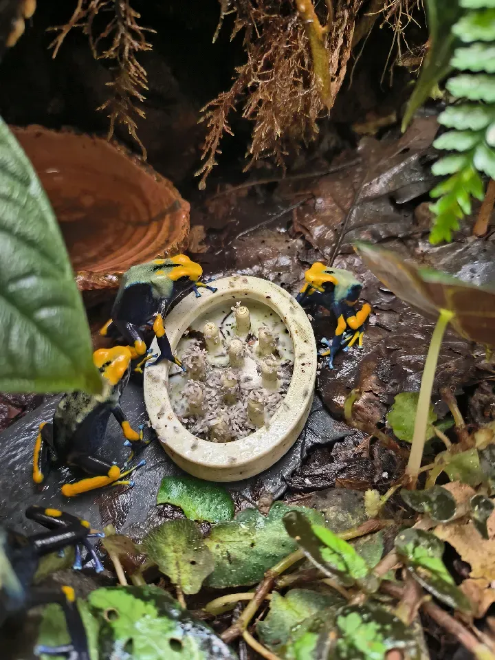drosophila/ fruit fly feeding station terrarium v1, photo 2 of 4 - drosophila/ fruit fly feeding station terrarium v1 Pets
