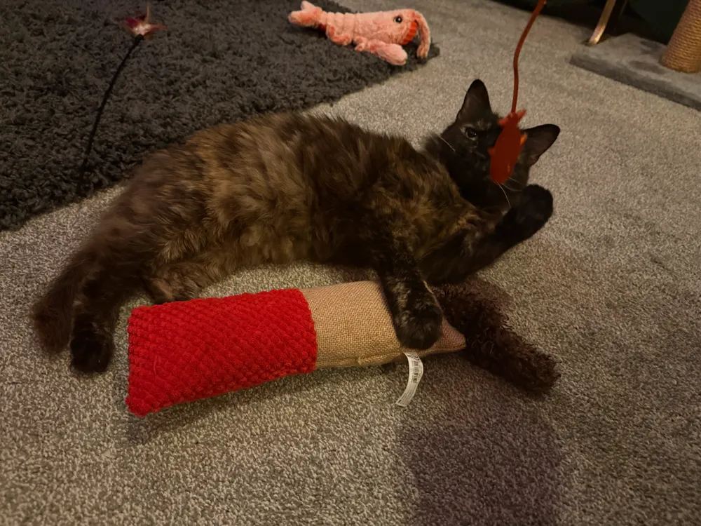 Feisty Fish Cat Toy (pull along, dangle or hang), photo 3 of 4 - Cat Toys, play