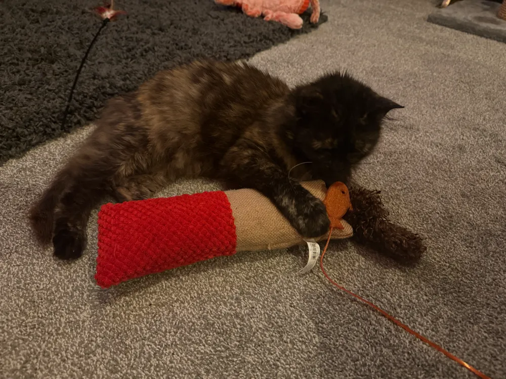 Feisty Fish Cat Toy (pull along, dangle or hang), photo 4 of 4 - Cat Toys, kitten