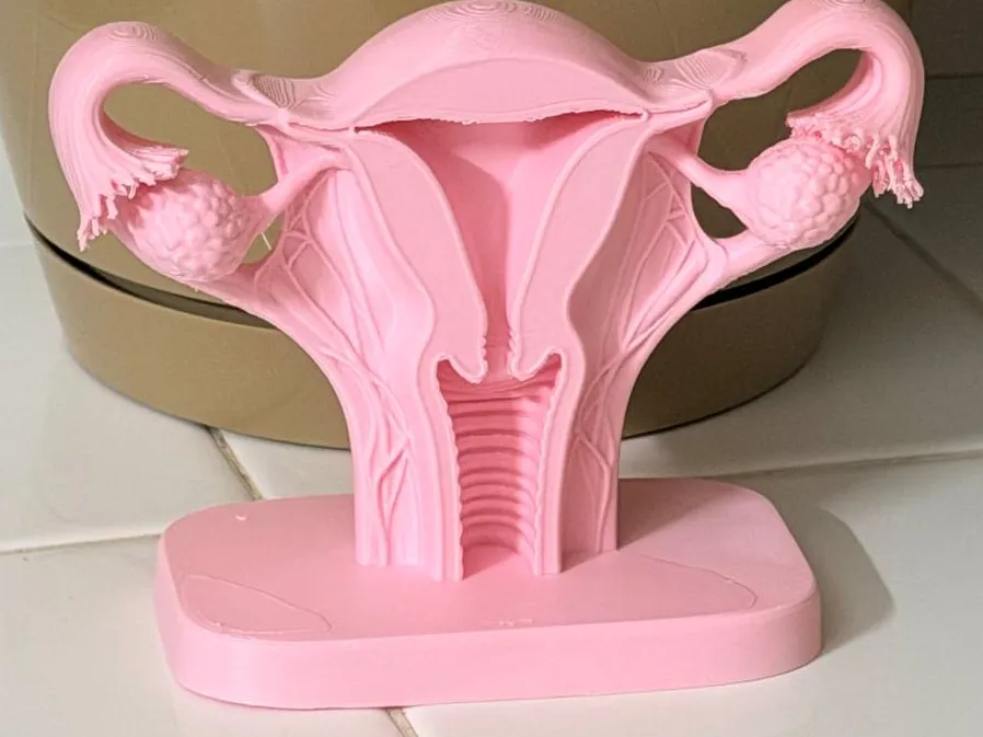 Female Reproductive System Anatomy Model
