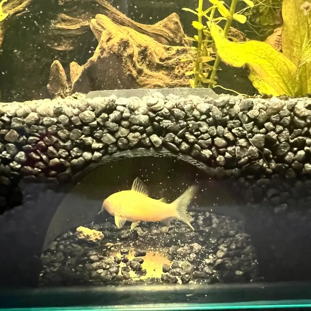 Fish tank underground hiding cave, another view - Aquarium Decor, Caves & Hides, Pets
