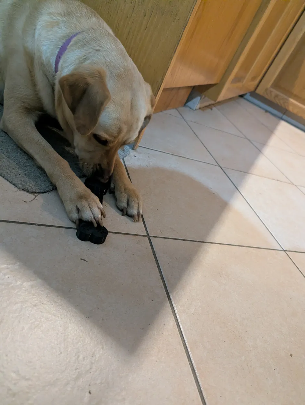 Flexible Dog Bone Toy, photo 4 of 4 - Flexible Dog Bone Toy Pets