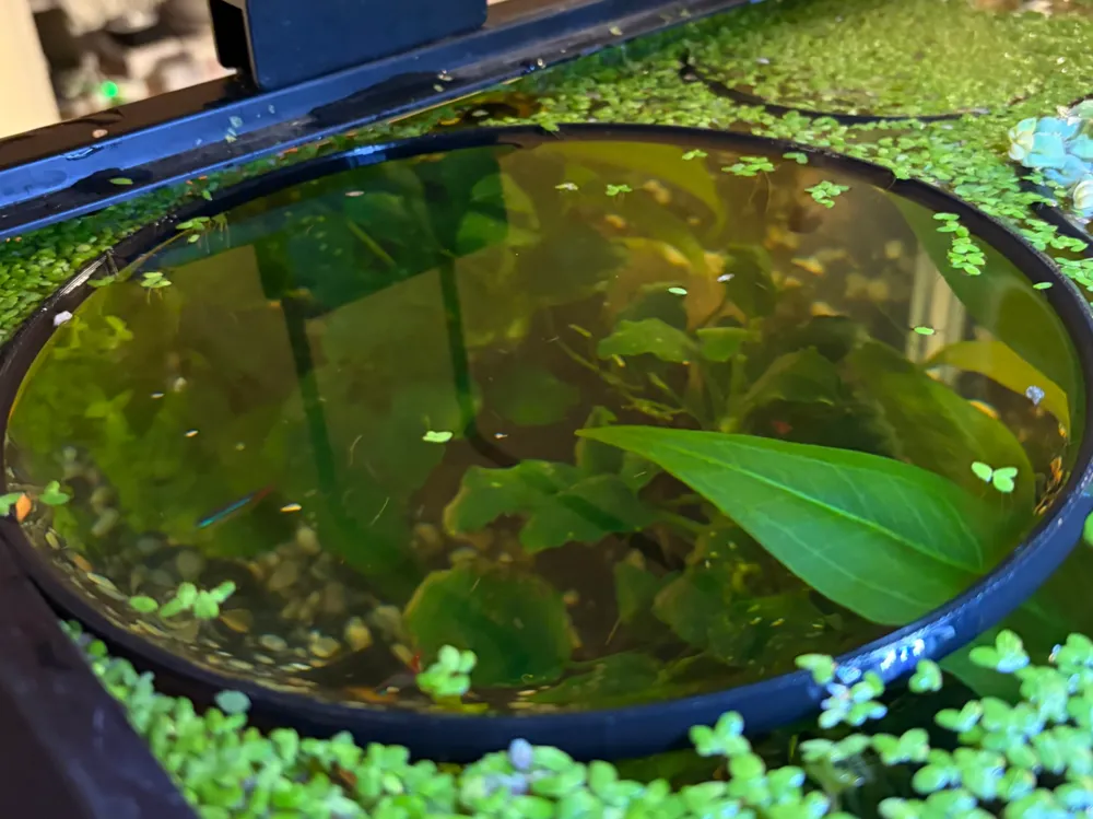 Floating Aquarium Feeding Ring / Plant Corral